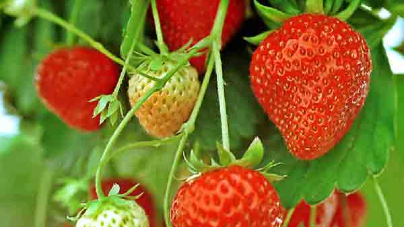 Perpignan, un territoire agricole