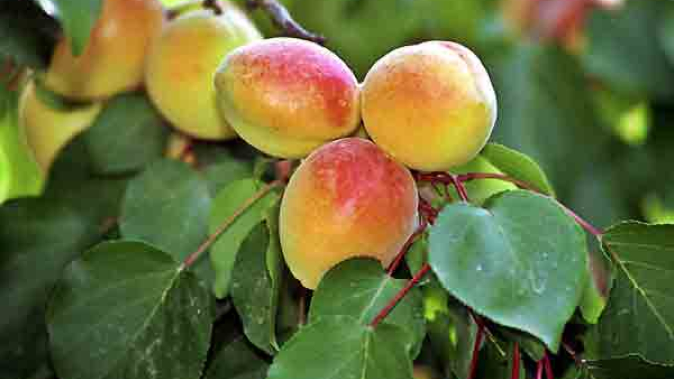 Perpignan, un territoire agricole