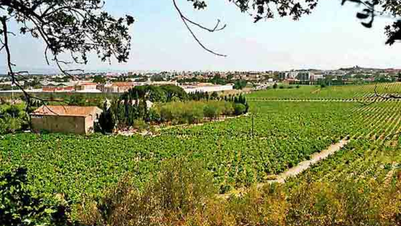 Perpignan, un territoire agricole