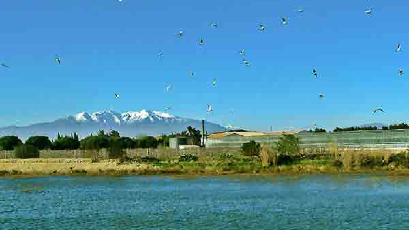 Perpignan, un territoire agricole