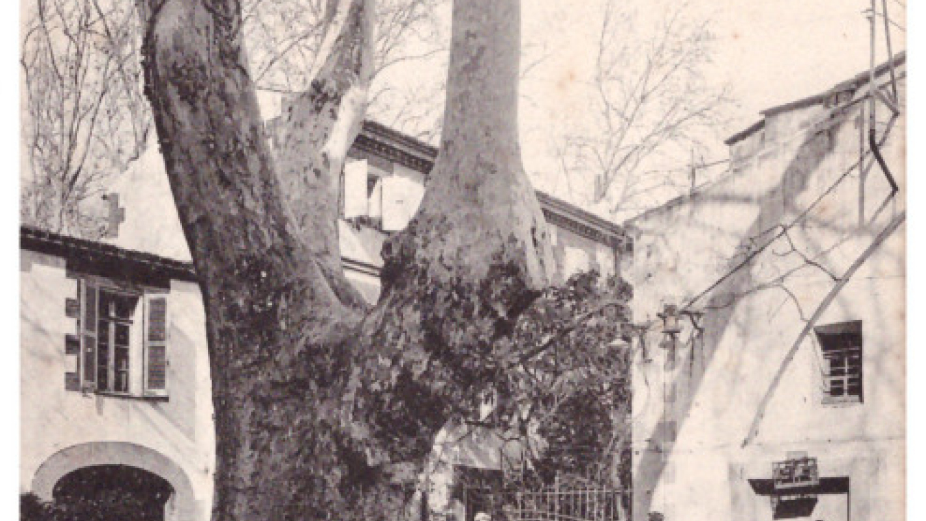 Cour d’honneur et platane centenaire, hôpital militaire, coll. CCC