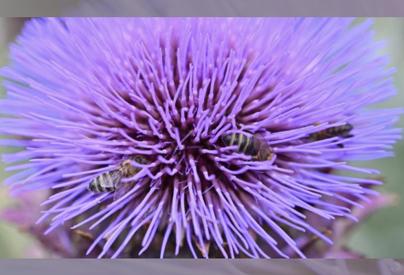 Photo N°1 : THÉÂTRE AUX CROISEMENTS : FÊTE DE FIN DE SAISON