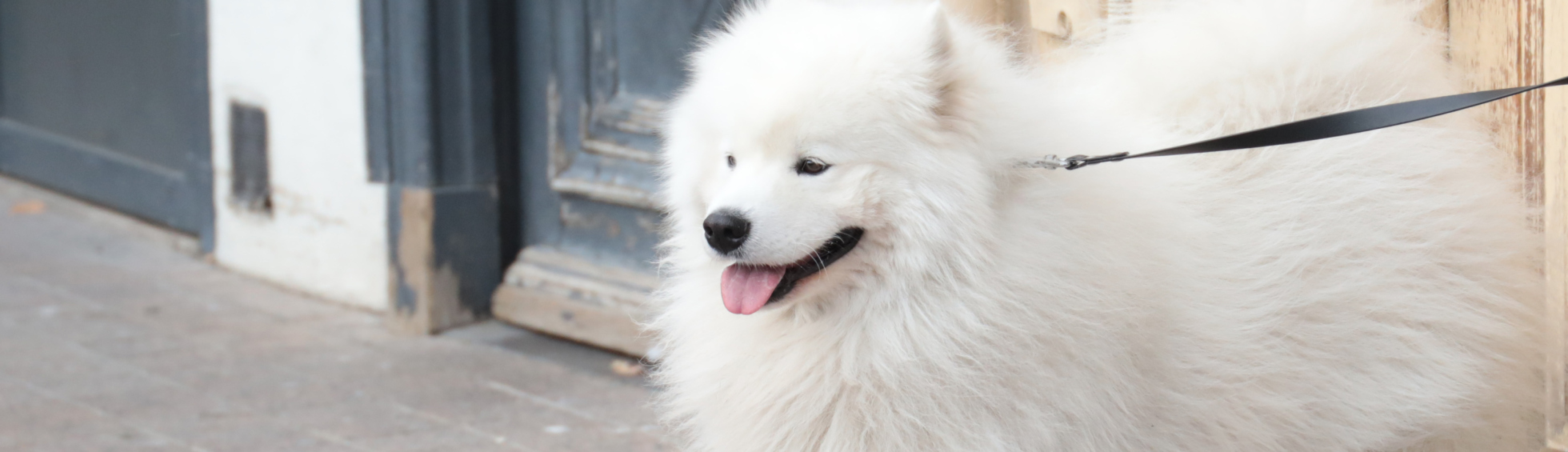 Vos animaux de compagnie et la ville