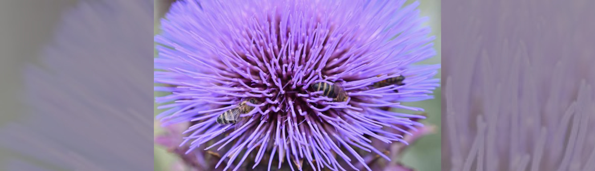 Photo N°1 : THÉÂTRE AUX CROISEMENTS : FÊTE DE FIN DE SAISON