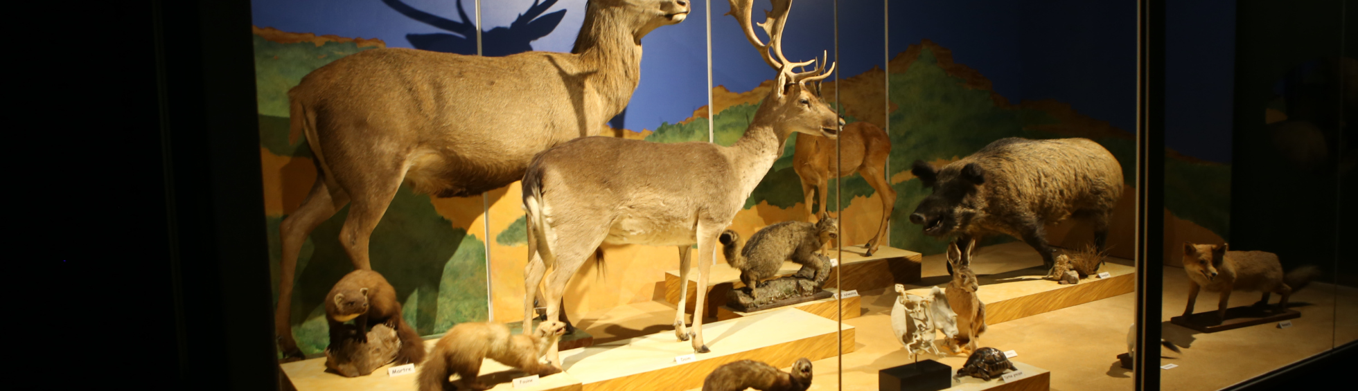 Museum d'Histoire Naturelle