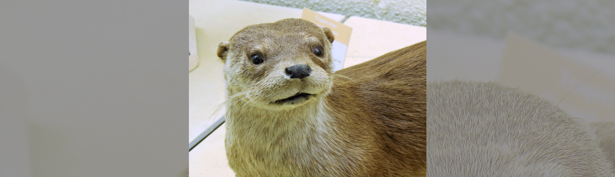 Loutre naturalisée de Céret 2004 - Coll.Muséum d'histoire naturelle de Perpignan 