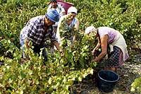 Les vendanges